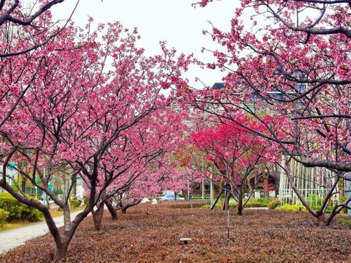 櫻花ｘ摩天輪│台北大直中427公園粉色綻放 捷運就能到！