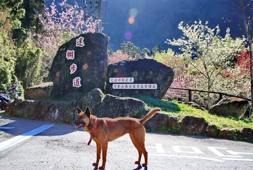 阿里山夢幻賞櫻秘境！迷糊步道櫻花綻放中 美拍打卡必訪！