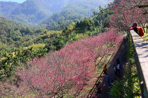 嘉義免費賞櫻景點！半天岩紫雲寺櫻花盛開 粉色花海美翻天