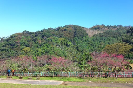 嘉義免費賞櫻景點！半天岩紫雲寺櫻花盛開 粉色花海美翻天