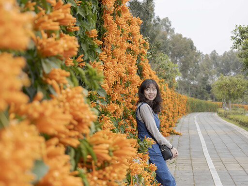 台中最美炮仗花瀑！300公尺花牆綻放 輕鬆拍出網美級美照！