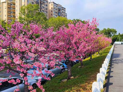 士林絕美櫻花河堤！福志公園滿開大爆發 粉嫩美景超好拍！