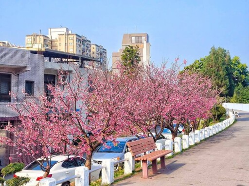 士林絕美櫻花河堤！福志公園滿開大爆發 粉嫩美景超好拍！