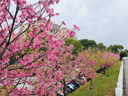 士林絕美櫻花河堤！福志公園滿開大爆發 粉嫩美景超好拍！