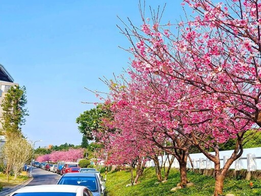 士林絕美櫻花河堤！福志公園滿開大爆發 粉嫩美景超好拍！