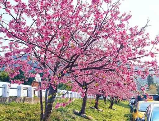 士林絕美櫻花河堤！福志公園滿開大爆發 粉嫩美景超好拍！