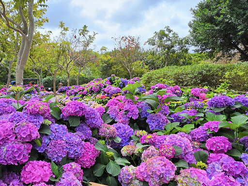 夢幻花海來襲！大安森林公園繡球花展浪漫綻放 今年必訪！