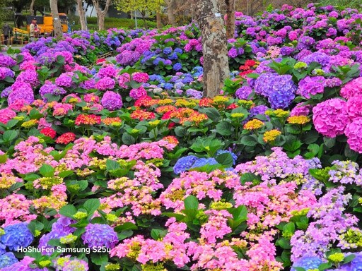 夢幻花海來襲！大安森林公園繡球花展浪漫綻放 今年必訪！