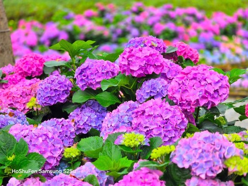 夢幻花海來襲！大安森林公園繡球花展浪漫綻放 今年必訪！