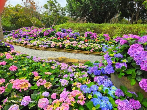 夢幻花海來襲！大安森林公園繡球花展浪漫綻放 今年必訪！