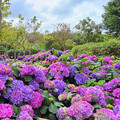 夢幻花海來襲！大安森林公園繡球花展浪漫綻放 今年必訪！