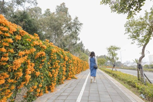 2025中部炮仗花懶人包！5處人氣壯觀花海 帶你看盡橘紅花瀑