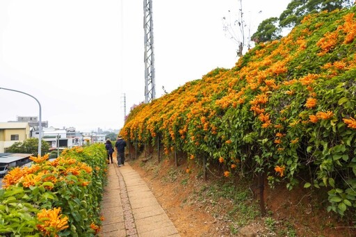 2025中部炮仗花懶人包！5處人氣壯觀花海 帶你看盡橘紅花瀑