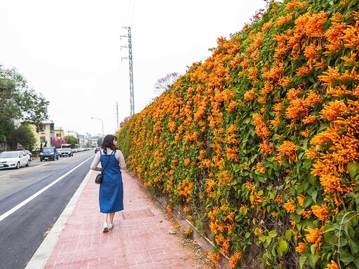 2025中部炮仗花懶人包！5處人氣壯觀花海 帶你看盡橘紅花瀑