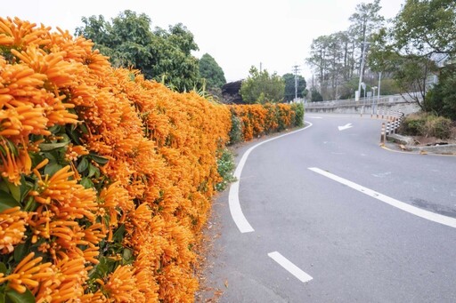 2025中部炮仗花懶人包！5處人氣壯觀花海 帶你看盡橘紅花瀑