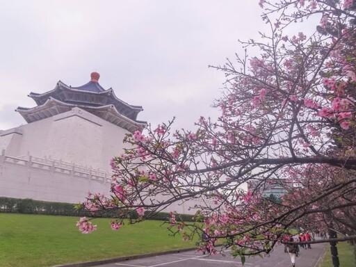 中正紀念堂粉嫩花海美炸！夢幻粉色隧道現身 美到讓人驚艷！