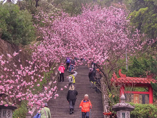 超有日本味！內湖碧山巖櫻花季開跑 漫步粉色石階超浪漫！