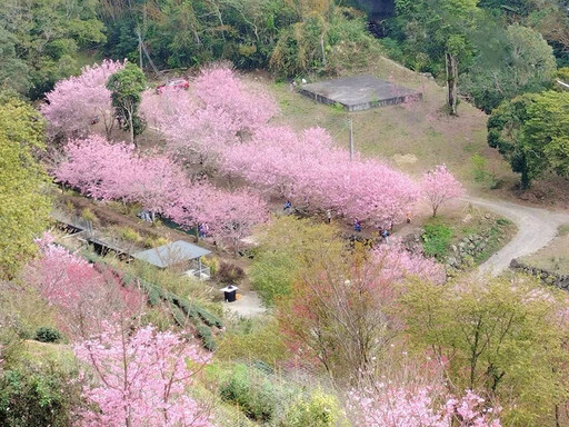 雲林最浪漫櫻花秘境！石壁美人谷10000棵櫻花齊放美翻天！