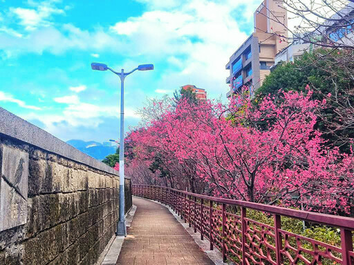 北投賞櫻新熱點！軟橋公園步道櫻花大盛開 免費入場必朝聖！