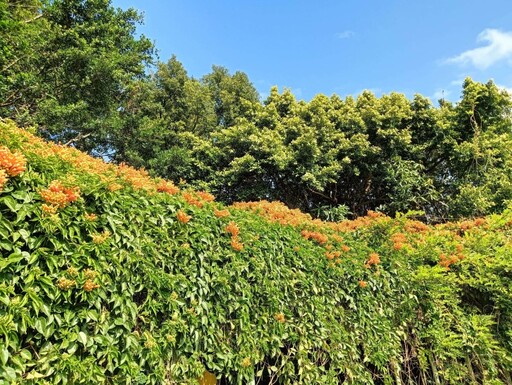 台北賞花│花博圓山園炮仗花瀑綻放！春季限定橘紅瀑布必拍