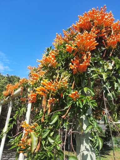 台北賞花│花博圓山園炮仗花瀑綻放！春季限定橘紅瀑布必拍