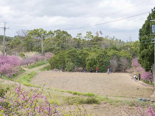 苗栗8大人氣賞櫻勝地一次收！粉色花海夢幻綻放讓人流連忘返