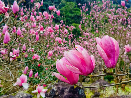 春日限定！淡水楓樹湖木蓮花大爆發 粉色泡泡花海等你來打卡