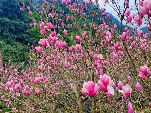 春日限定！淡水楓樹湖木蓮花大爆發 粉色泡泡花海等你來打卡