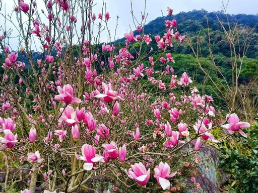 春日限定！淡水楓樹湖木蓮花大爆發 粉色泡泡花海等你來打卡