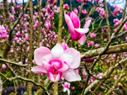 春日限定！淡水楓樹湖木蓮花大爆發 粉色泡泡花海等你來打卡