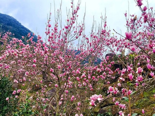 春日限定！淡水楓樹湖木蓮花大爆發 粉色泡泡花海等你來打卡