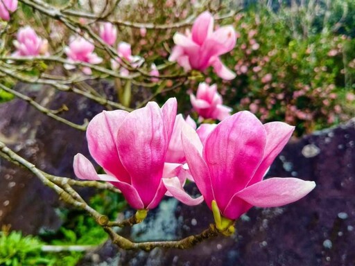 春日限定！淡水楓樹湖木蓮花大爆發 粉色泡泡花海等你來打卡