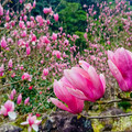 春日限定！淡水楓樹湖木蓮花大爆發 粉色泡泡花海等你來打卡