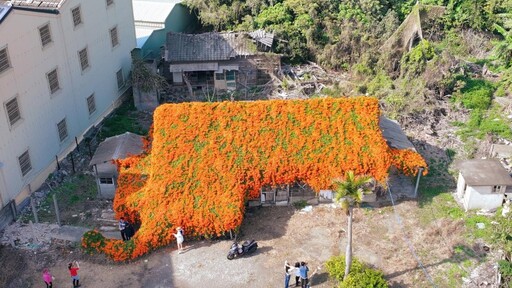 雲林麥寮爆美秘境！炮仗花瀑布狂開 廢墟老屋變身橘紅花海