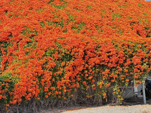 雲林麥寮爆美秘境！炮仗花瀑布狂開 廢墟老屋變身橘紅花海