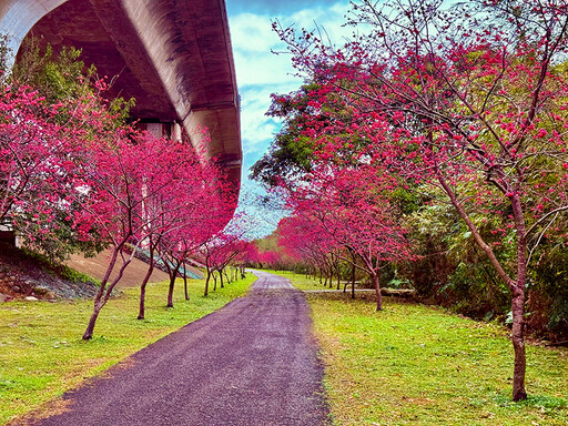 春天必朝聖！竹東河濱公園2公里櫻花大道 浪漫指數破表！