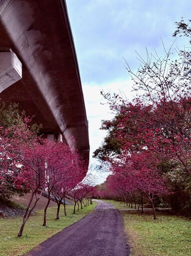 春天必朝聖！竹東河濱公園2公里櫻花大道 浪漫指數破表！