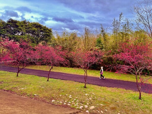 春天必朝聖！竹東河濱公園2公里櫻花大道 浪漫指數破表！