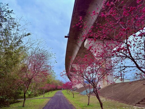 春天必朝聖！竹東河濱公園2公里櫻花大道 浪漫指數破表！