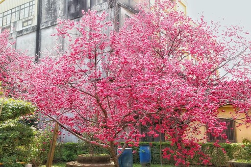 遠離人潮！台中隱藏櫻花仙境！「石岡私房賞花景點」公開！