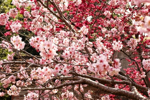 遠離人潮！台中隱藏櫻花仙境！「石岡私房賞花景點」公開！