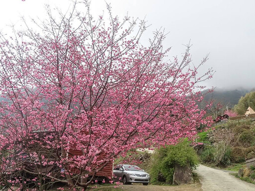 櫻花林中醒來！新竹1200公尺高山"嵨繞露營區"花開爆美！