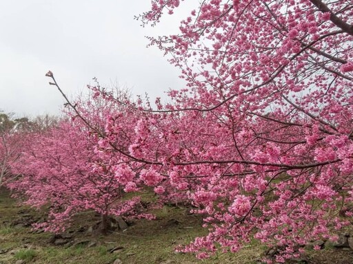 櫻花林中醒來！新竹1200公尺高山"嵨繞露營區"花開爆美！