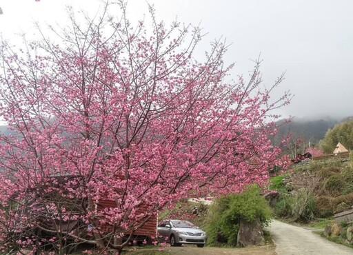 櫻花林中醒來！新竹1200公尺高山"嵨繞露營區"花開爆美！