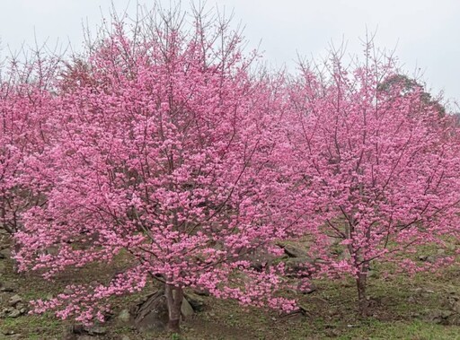 櫻花林中醒來！新竹1200公尺高山"嵨繞露營區"花開爆美！