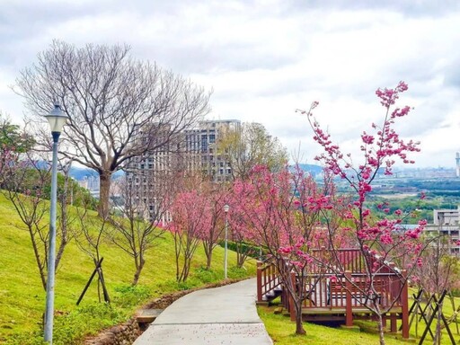 北投療癒賞櫻景點在這！嘎嘮別公園粉嫩花海正美 快來打卡