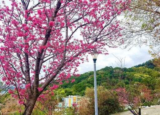 北投療癒賞櫻景點在這！嘎嘮別公園粉嫩花海正美 快來打卡