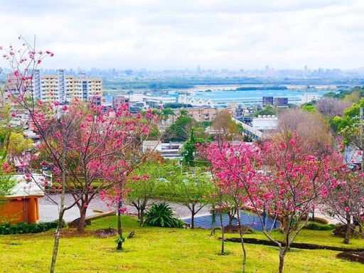 北投療癒賞櫻景點在這！嘎嘮別公園粉嫩花海正美 快來打卡