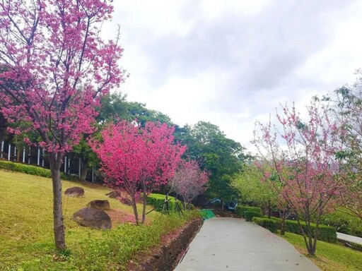 北投療癒賞櫻景點在這！嘎嘮別公園粉嫩花海正美 快來打卡