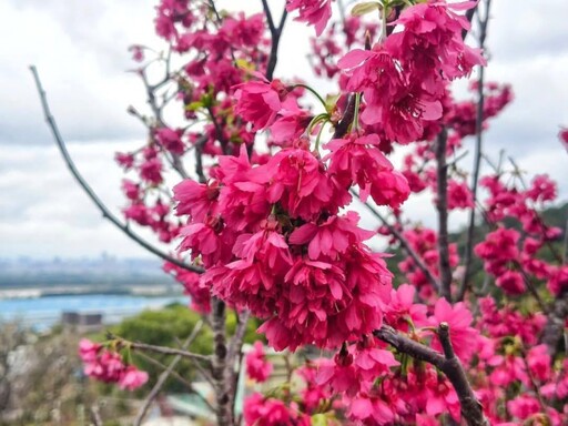 北投療癒賞櫻景點在這！嘎嘮別公園粉嫩花海正美 快來打卡